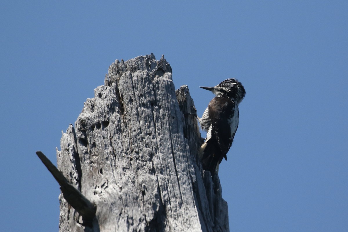 American Three-toed Woodpecker - ML637715430