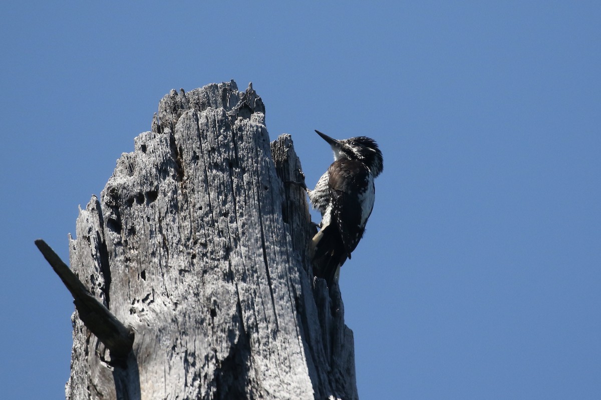 American Three-toed Woodpecker - ML637715431