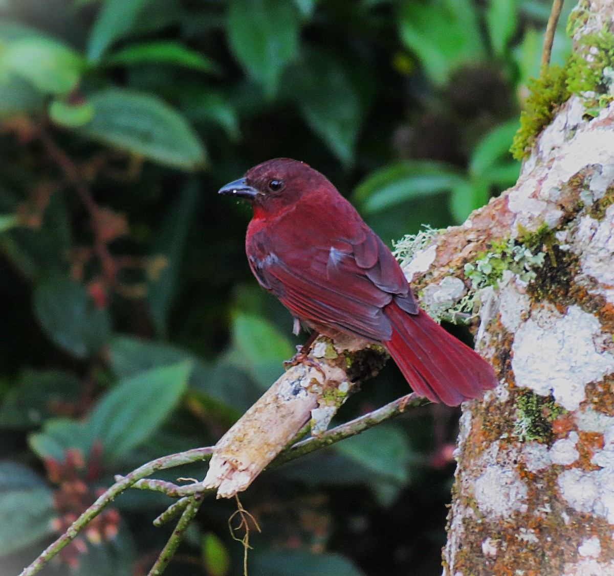 Red-crowned Ant-Tanager (Red) - ML637715432