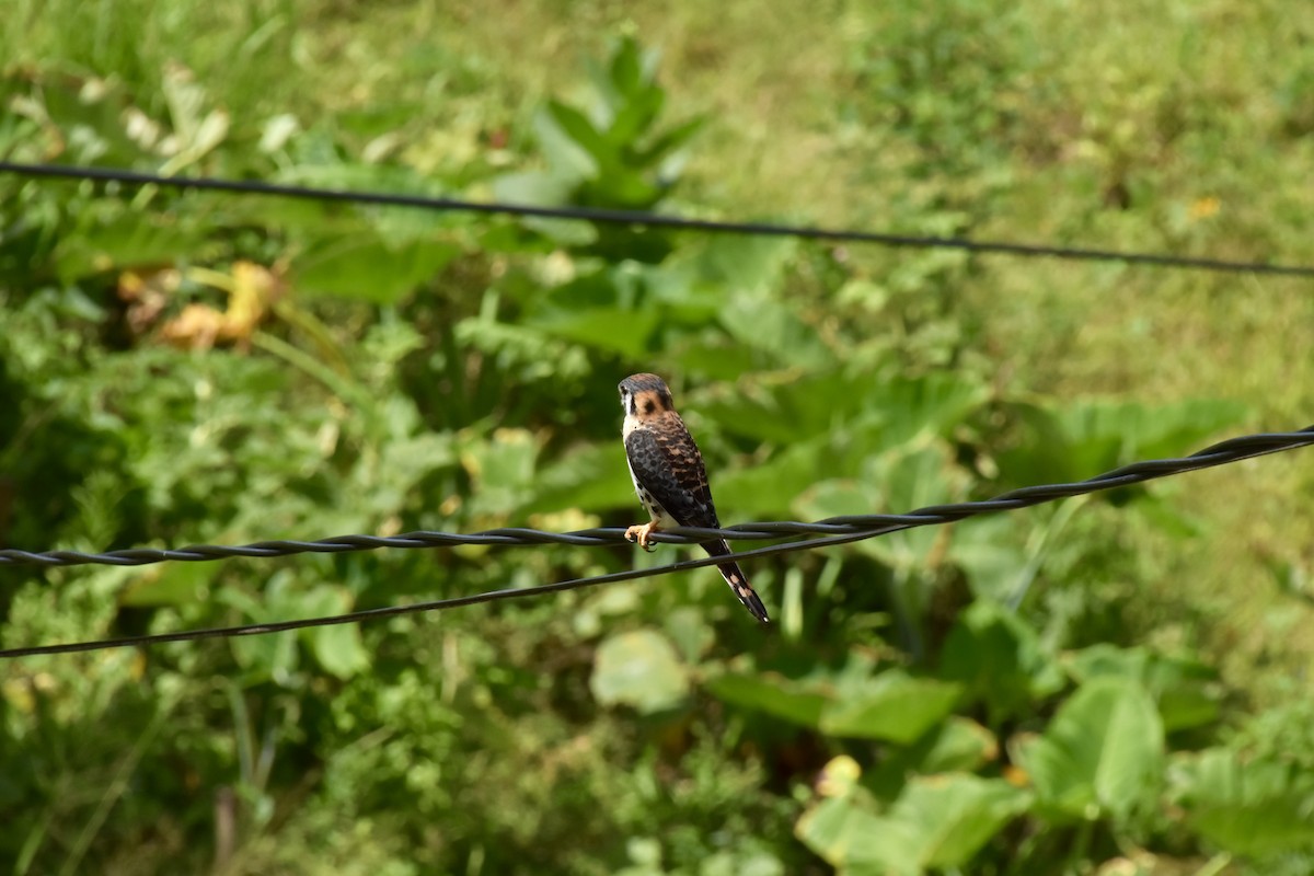 Buntfalke - ML637715441