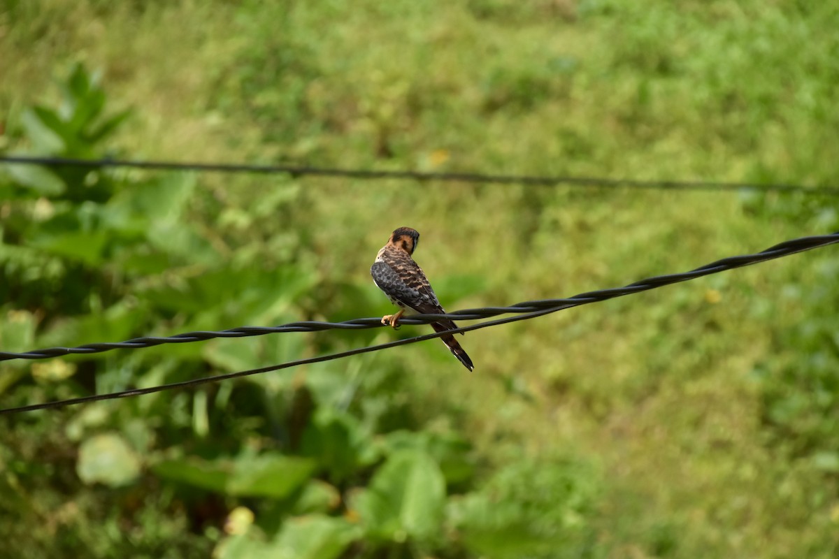 Buntfalke - ML637715442