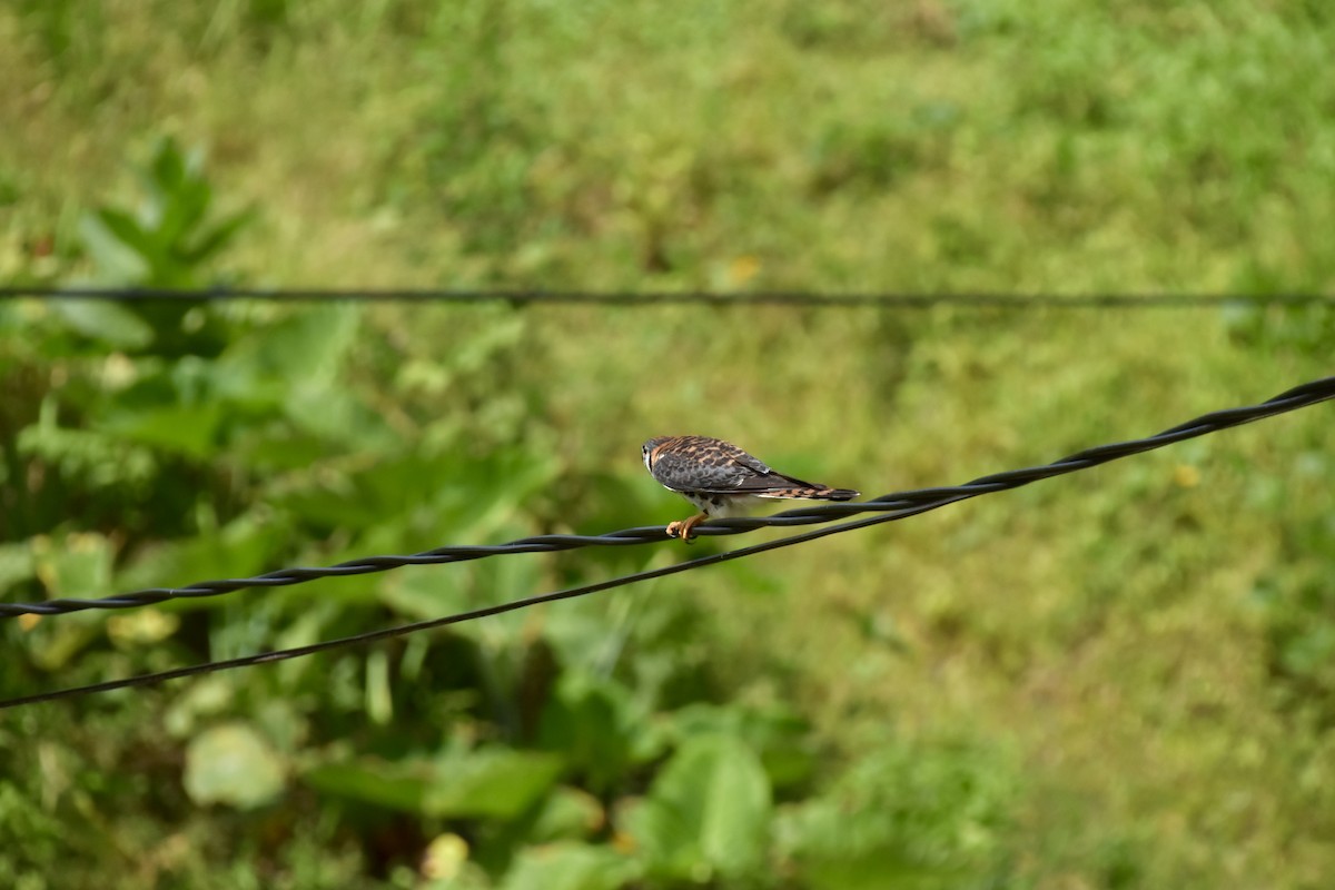 Buntfalke - ML637715443