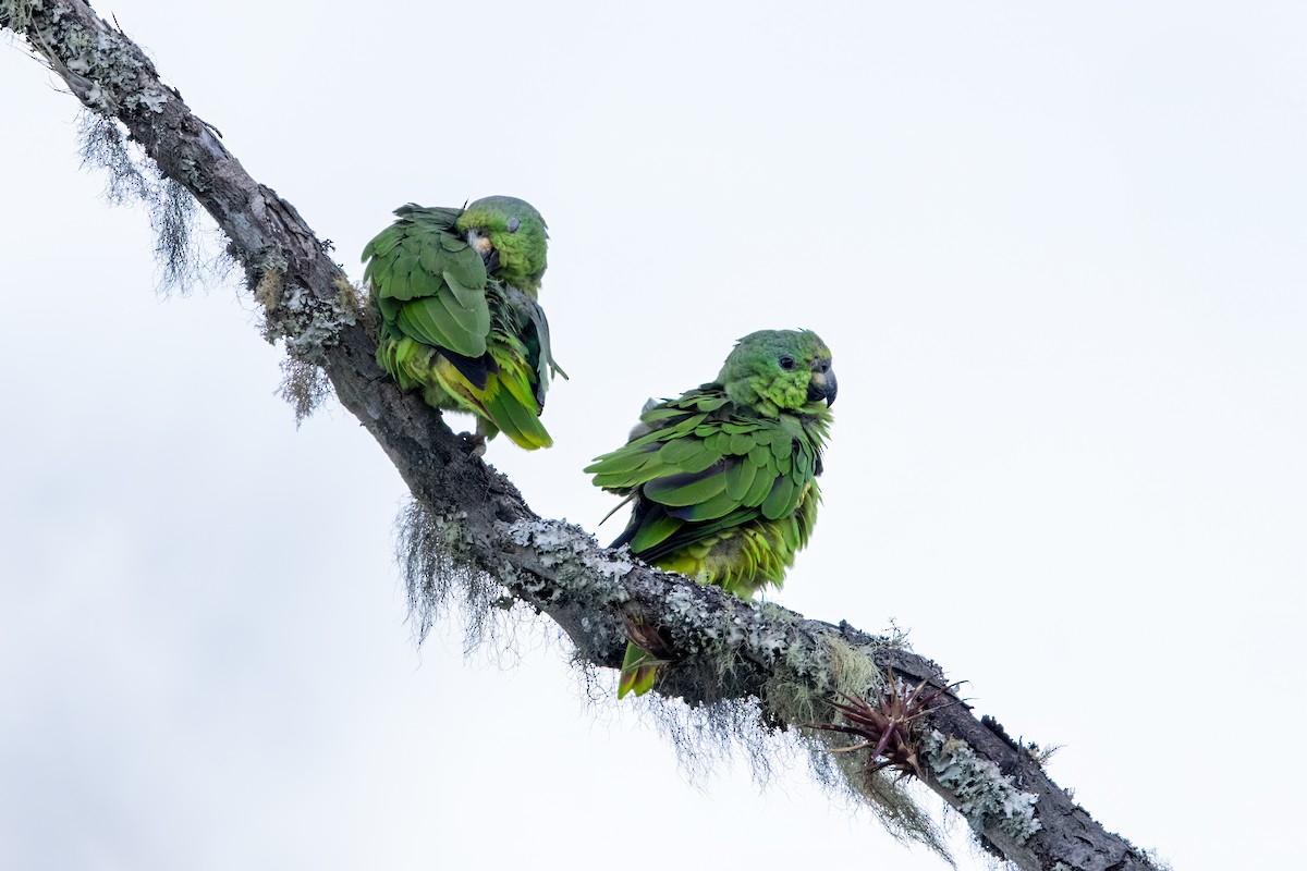 Scaly-naped Amazon - ML637715457