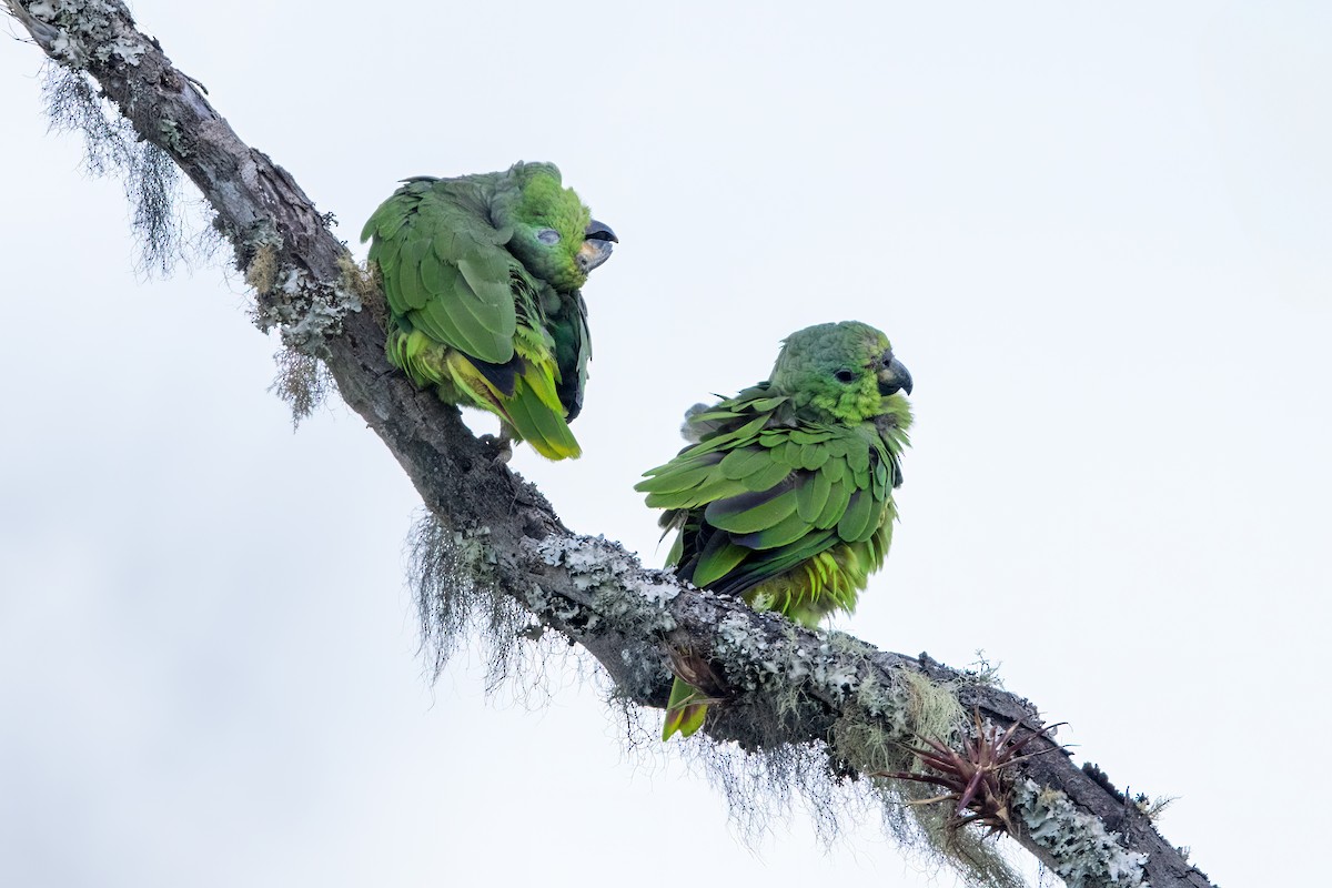 Scaly-naped Amazon - ML637715458
