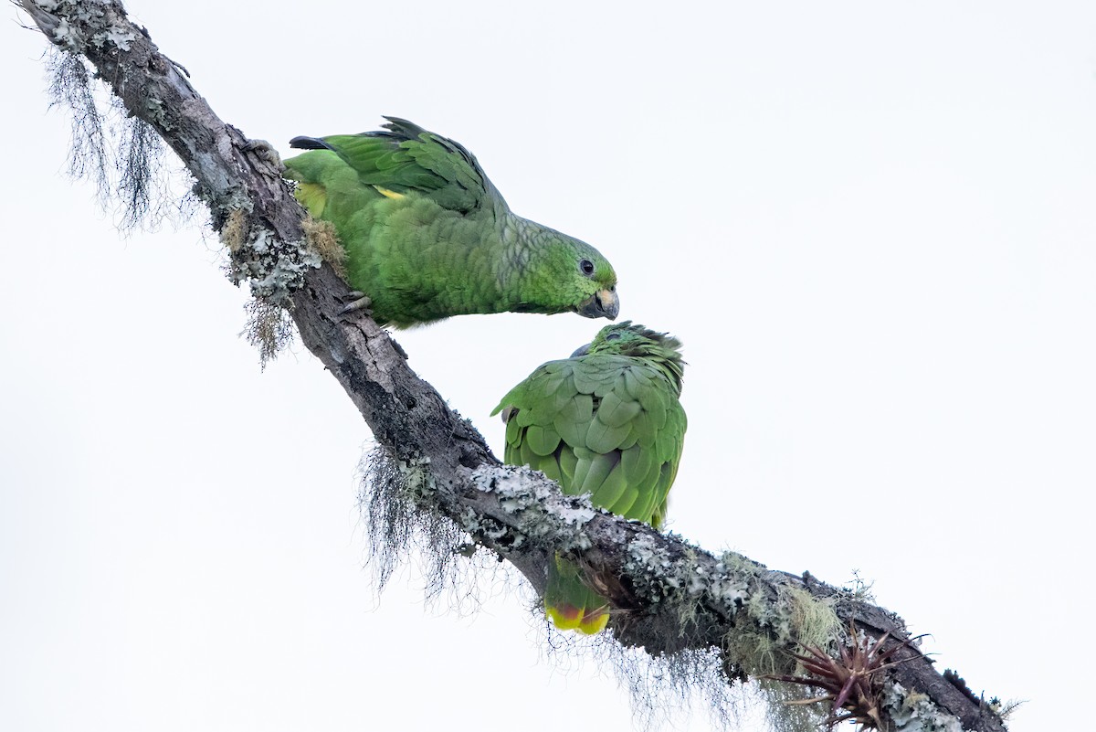 Scaly-naped Amazon - ML637715459