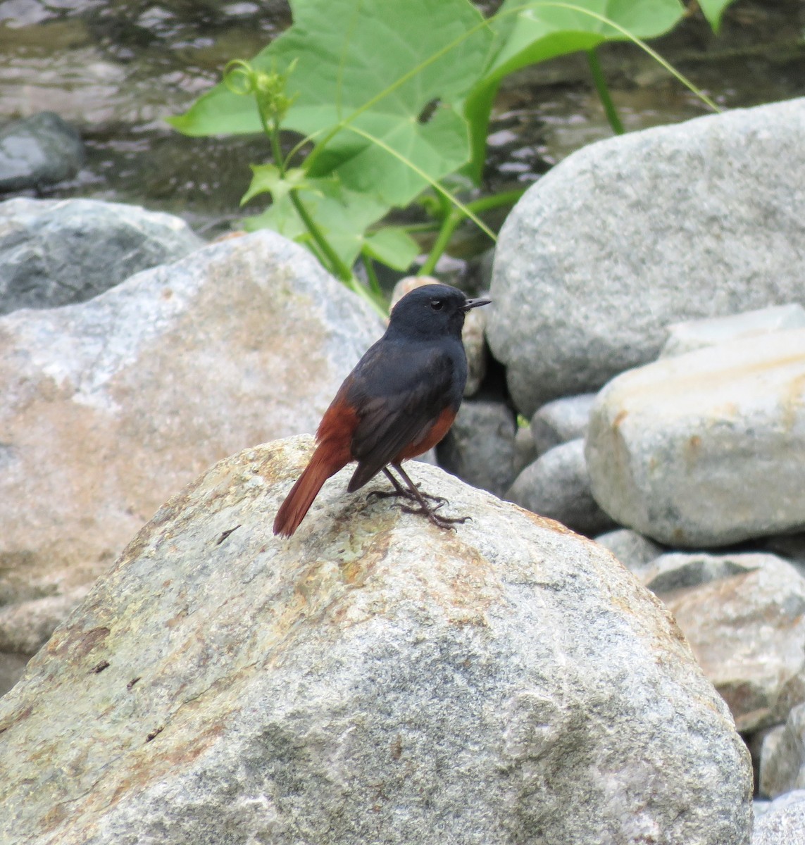 Luzon Redstart - ML637715481