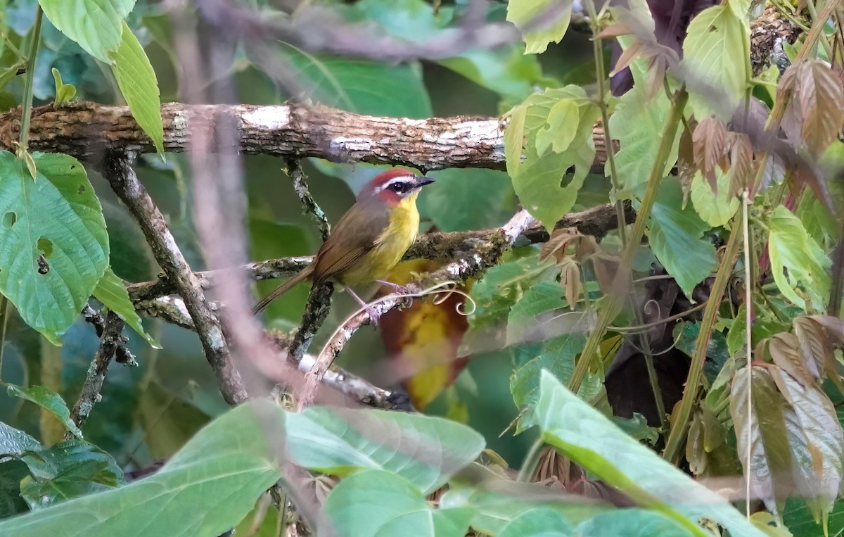 Chestnut-capped Warbler - ML637715510