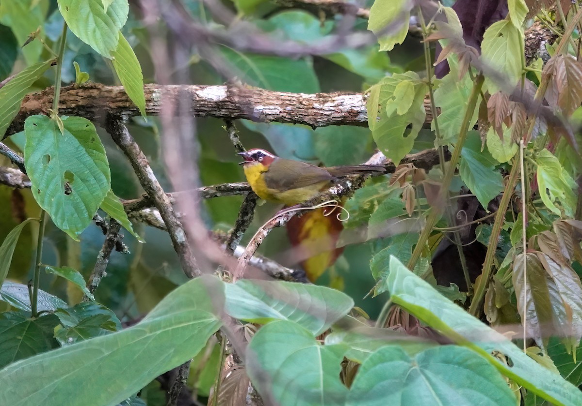 Chestnut-capped Warbler - ML637715528