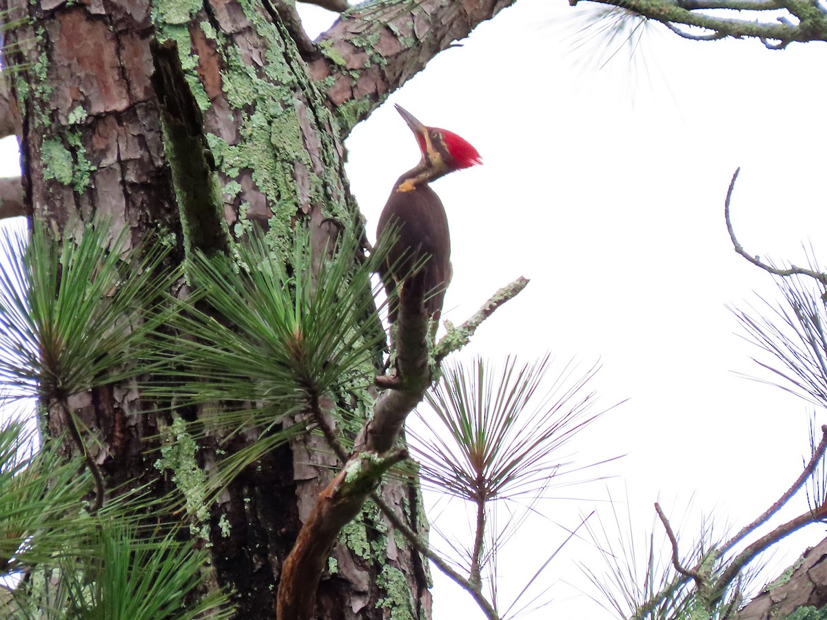 Pileated Woodpecker - ML637715591