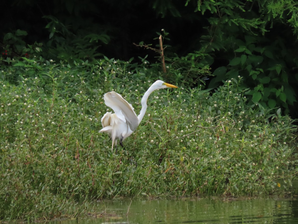 Great Egret - ML637715611