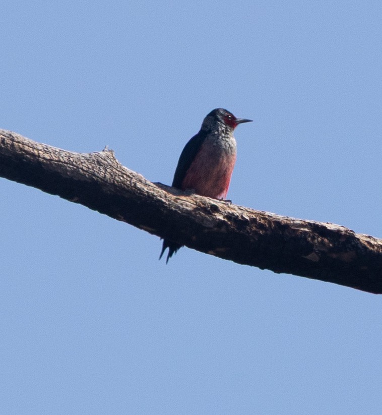 Lewis's Woodpecker - ML637715622