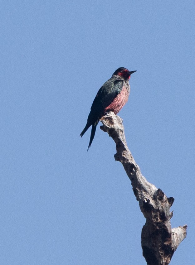 Lewis's Woodpecker - ML637715625