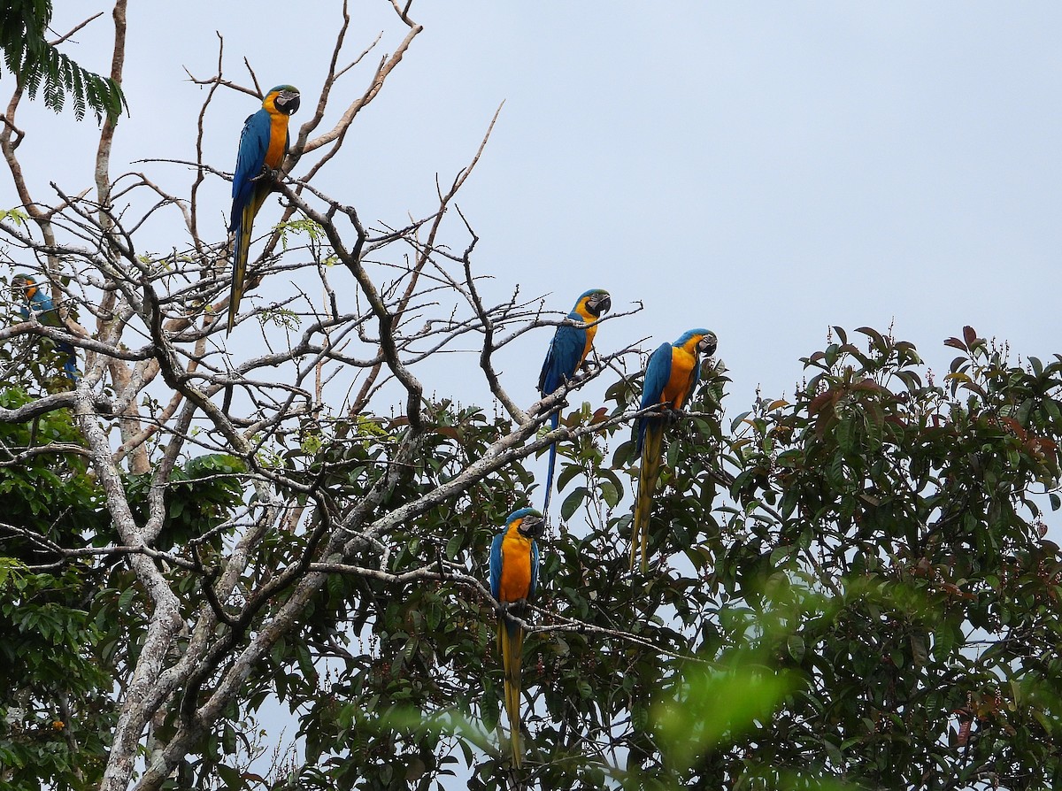 Blue-and-yellow Macaw - ML637715682