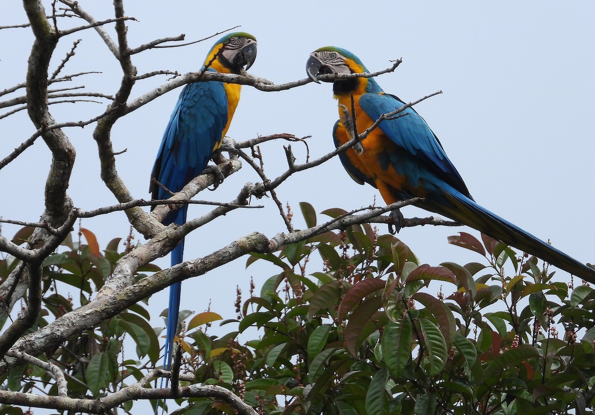 Blue-and-yellow Macaw - ML637715683