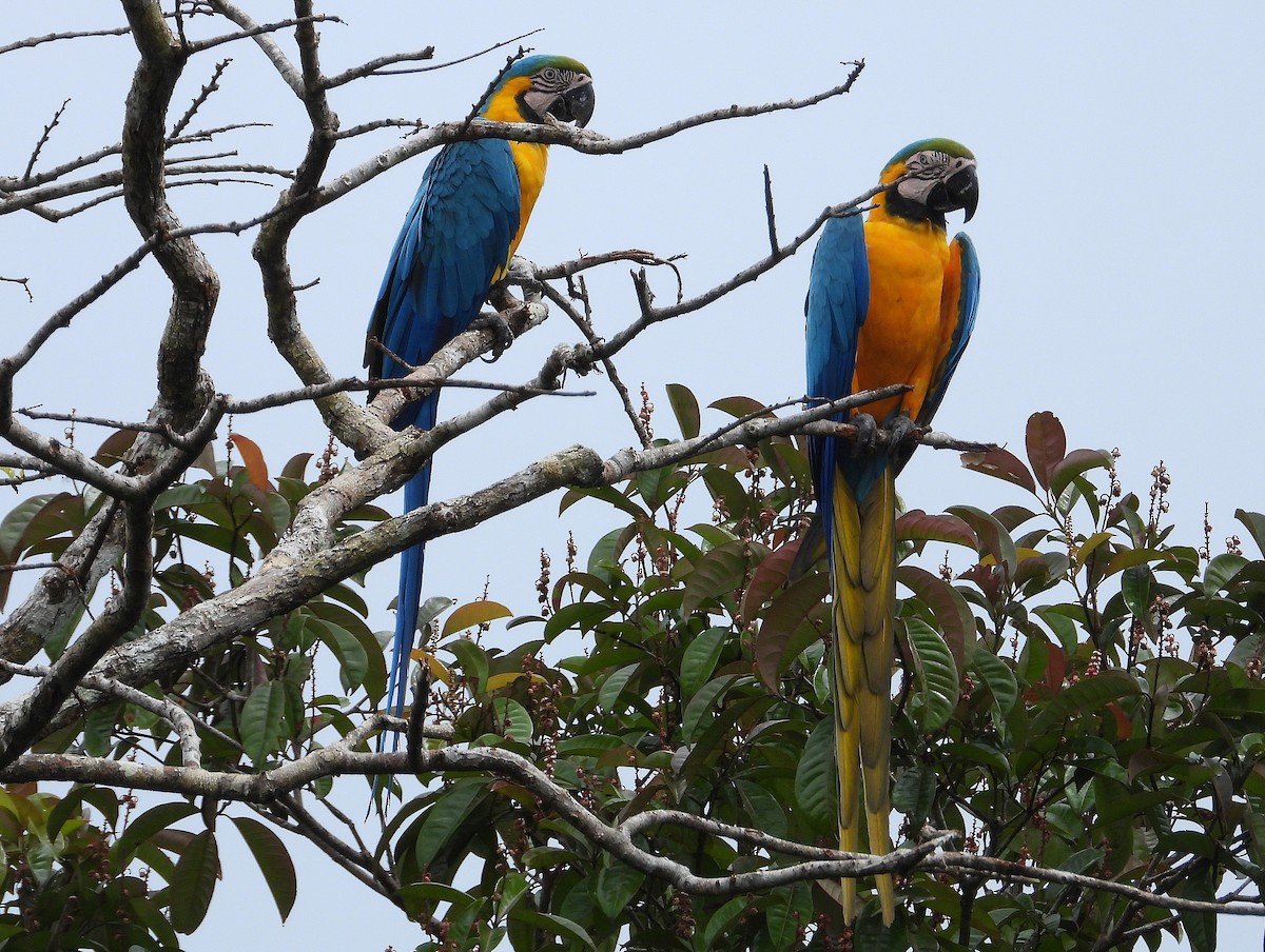 Blue-and-yellow Macaw - ML637715686