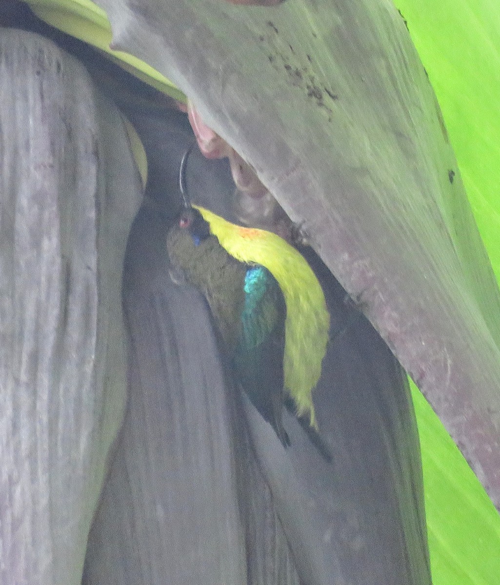 Metallic-winged Sunbird - ML637715697
