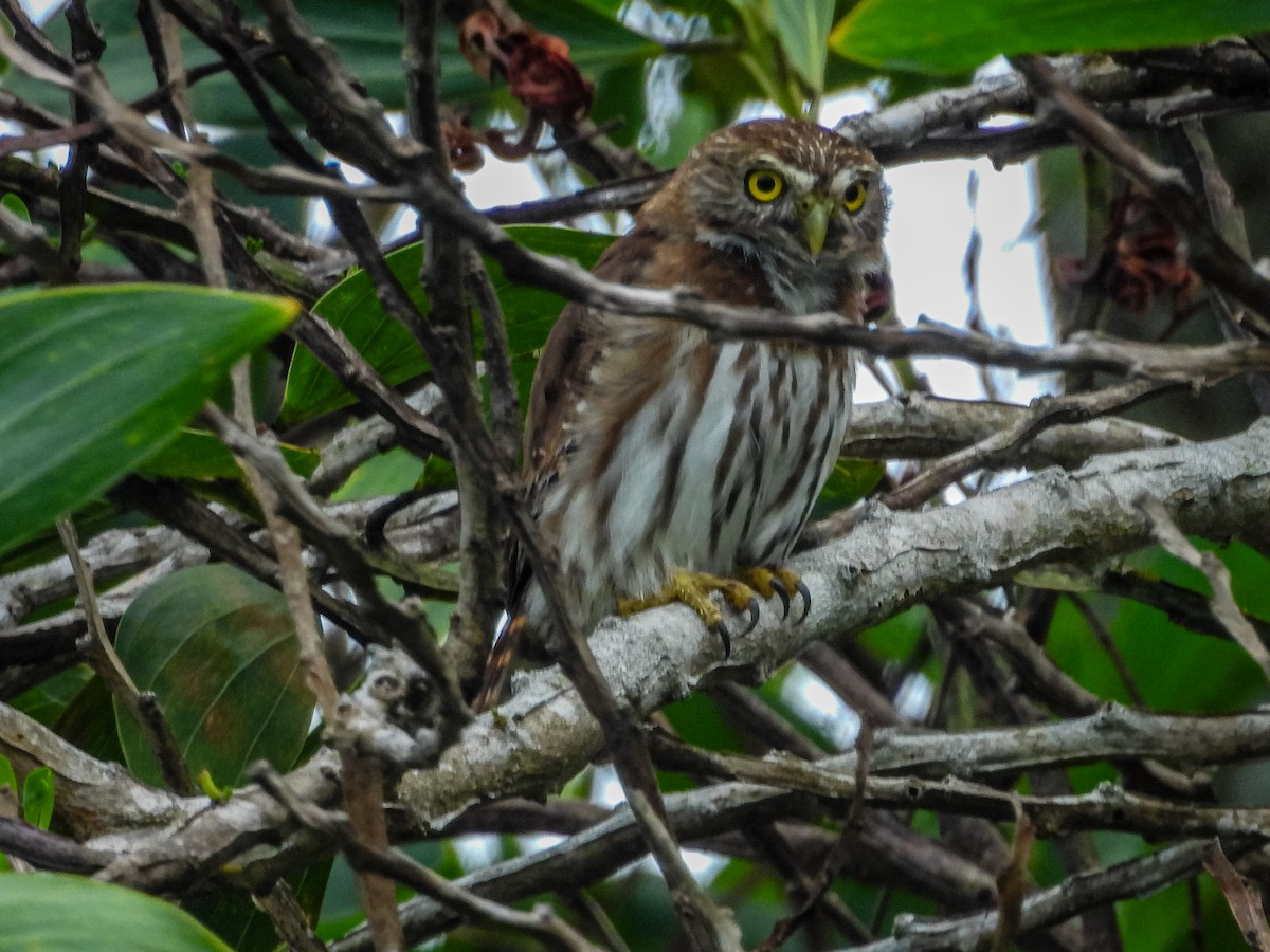 Ferruginous Pygmy-Owl - ML637715725