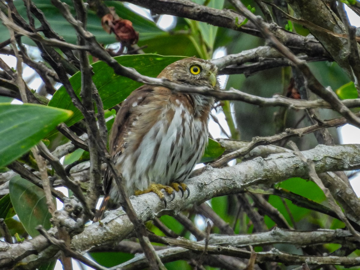 Ferruginous Pygmy-Owl - ML637715726