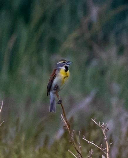 Dickcissel - ML637715729