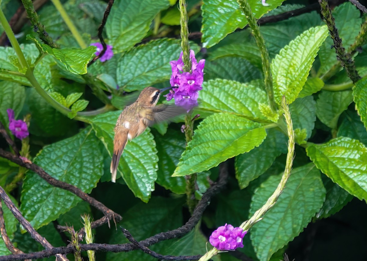 Stripe-throated Hermit - ML637715749