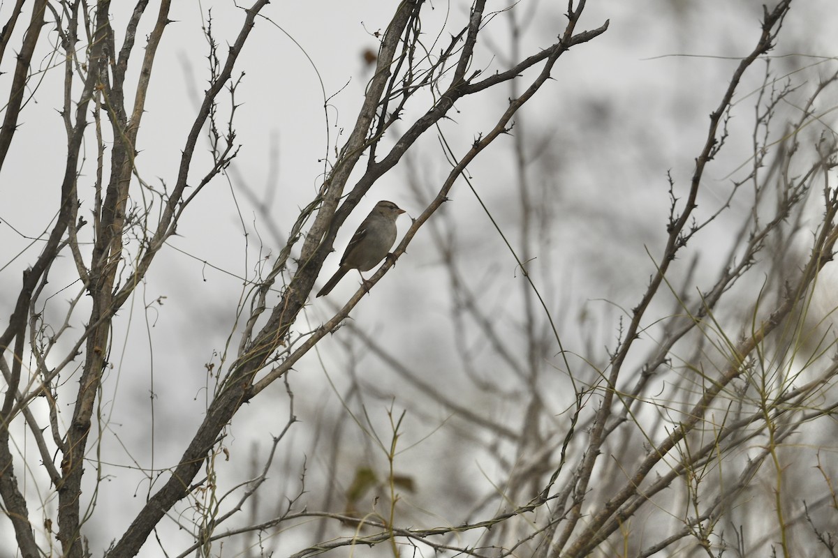 White-crowned Sparrow - ML637715757