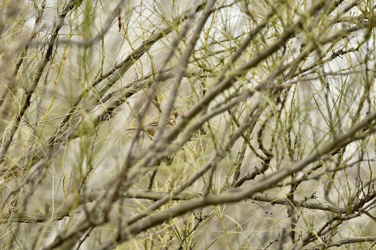 Harris's Sparrow - ML637715760