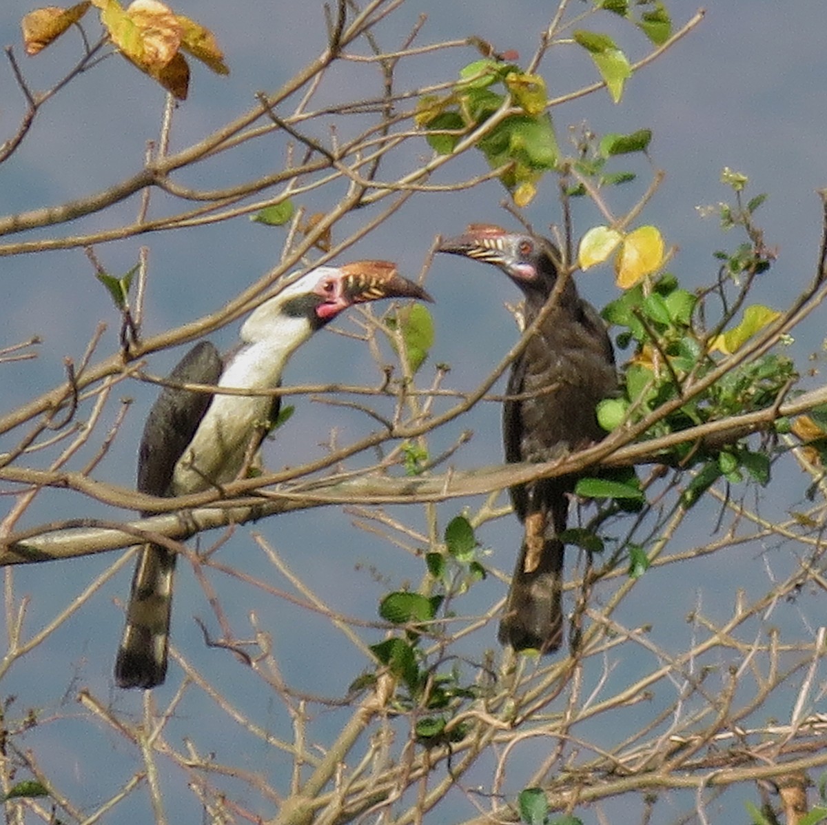 Luzon Hornbill - ML637715780