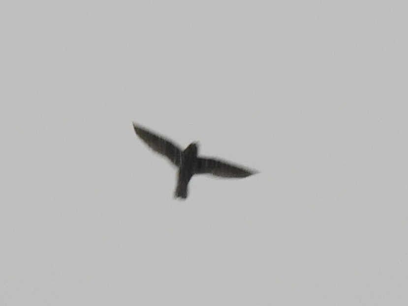 Chestnut-collared Swift - ML637715781