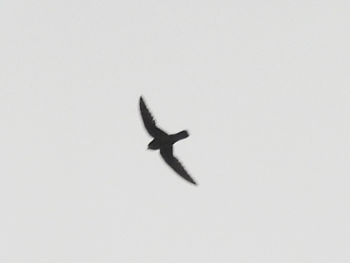 Chestnut-collared Swift - ML637715782
