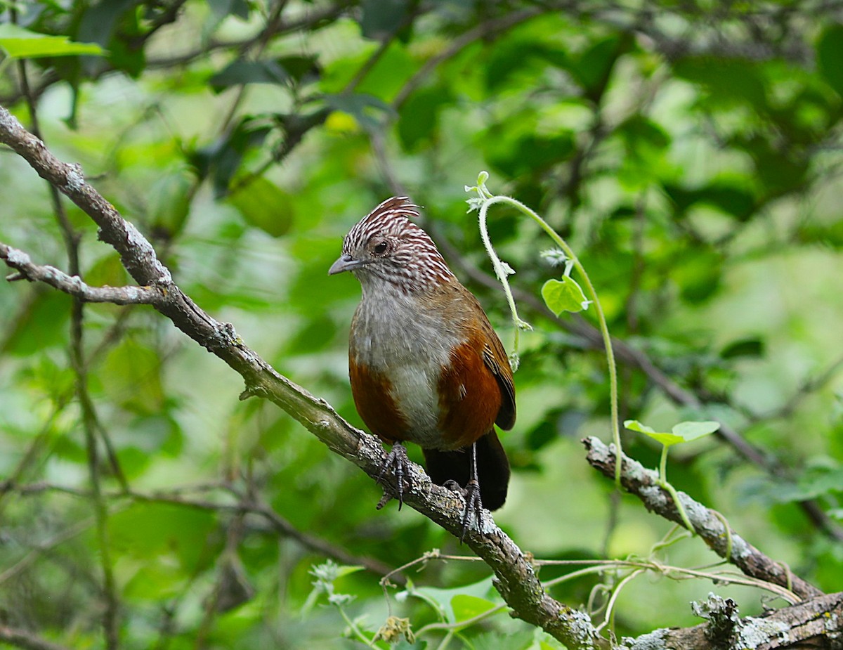 Crested Gallito - ML637715818