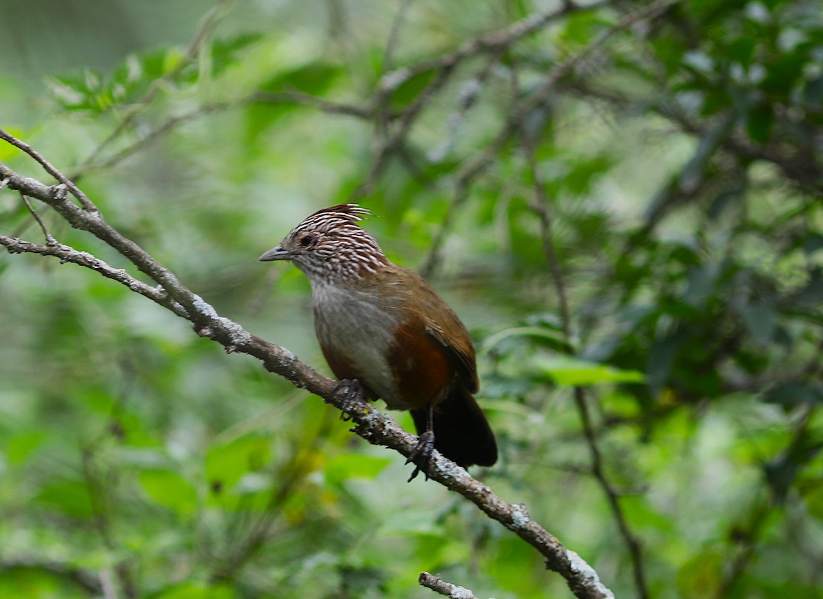 Crested Gallito - ML637715819
