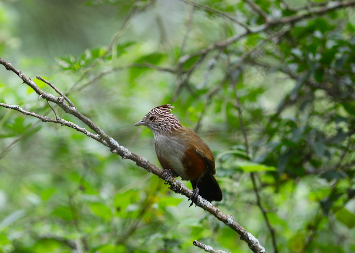 Crested Gallito - ML637715820