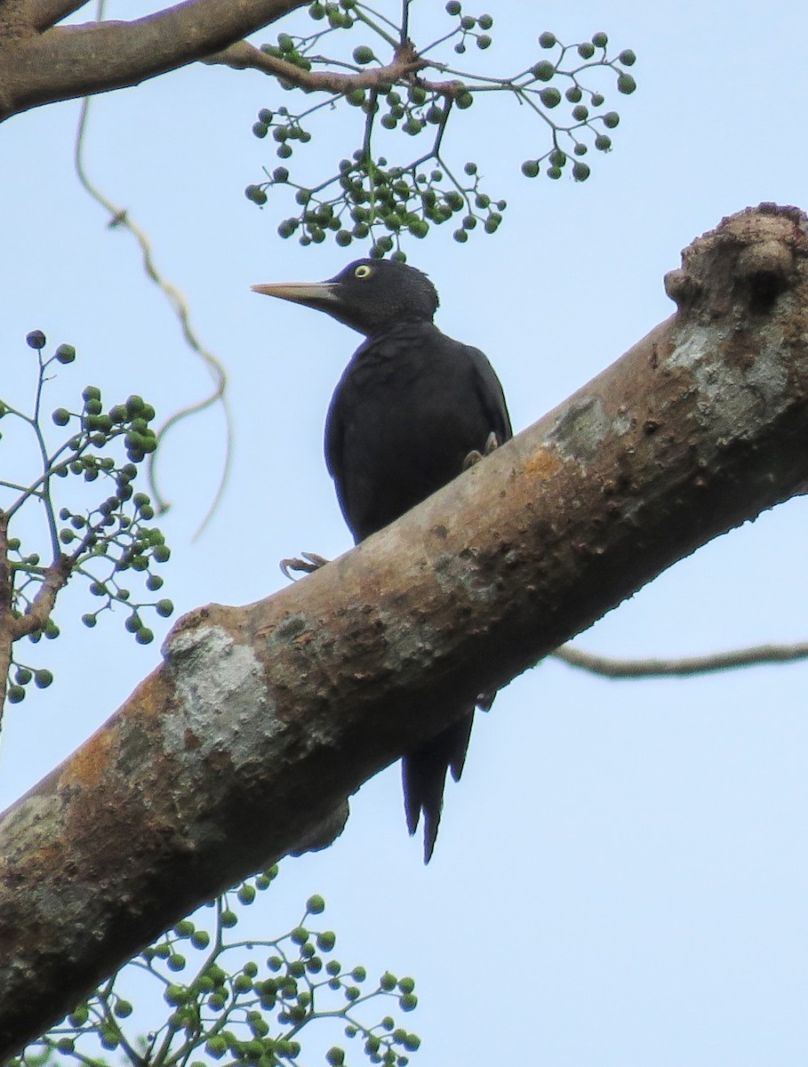 Northern Sooty-Woodpecker - ML637715834