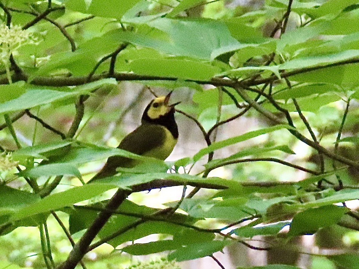 Hooded Warbler - ML637715852