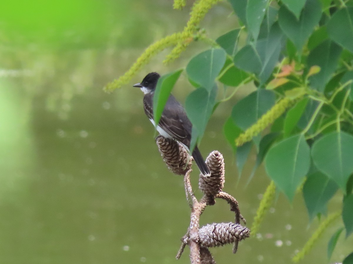 Eastern Kingbird - ML637715871