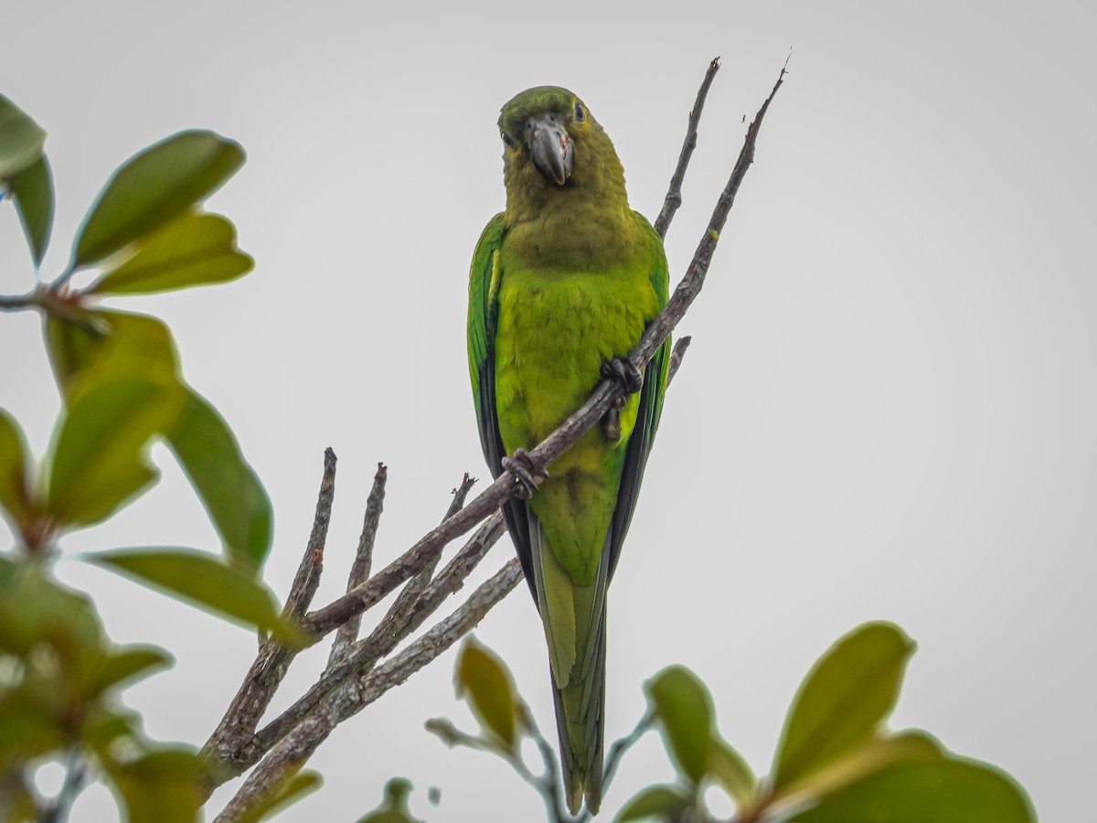 Conure cuivrée (ocularis) - ML637715906