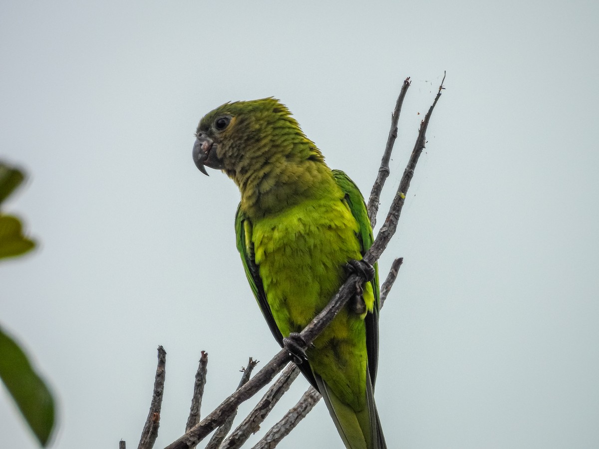 Conure cuivrée (ocularis) - ML637715907