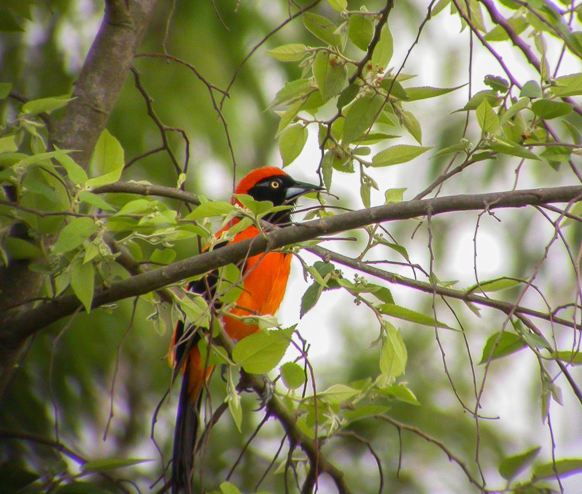 Orange-backed Troupial - ML637715910