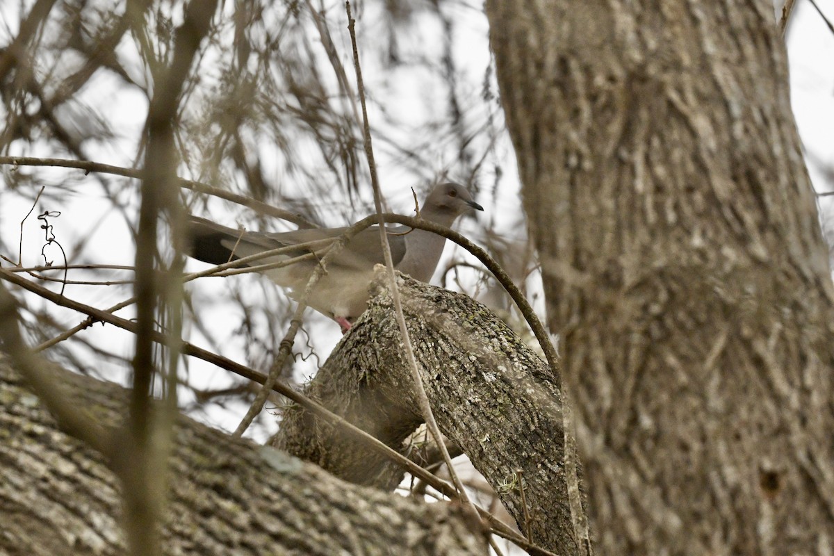 White-tipped Dove - ML637715927
