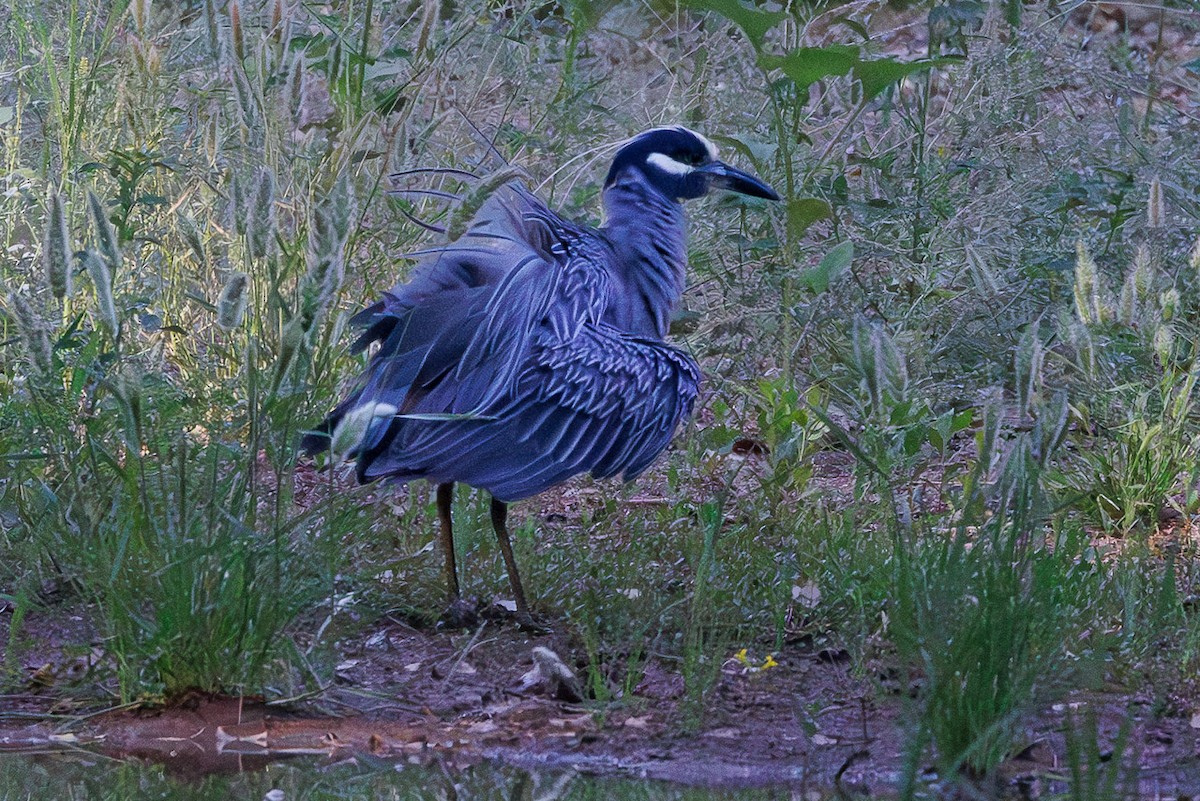 Yellow-crowned Night Heron - ML637715934