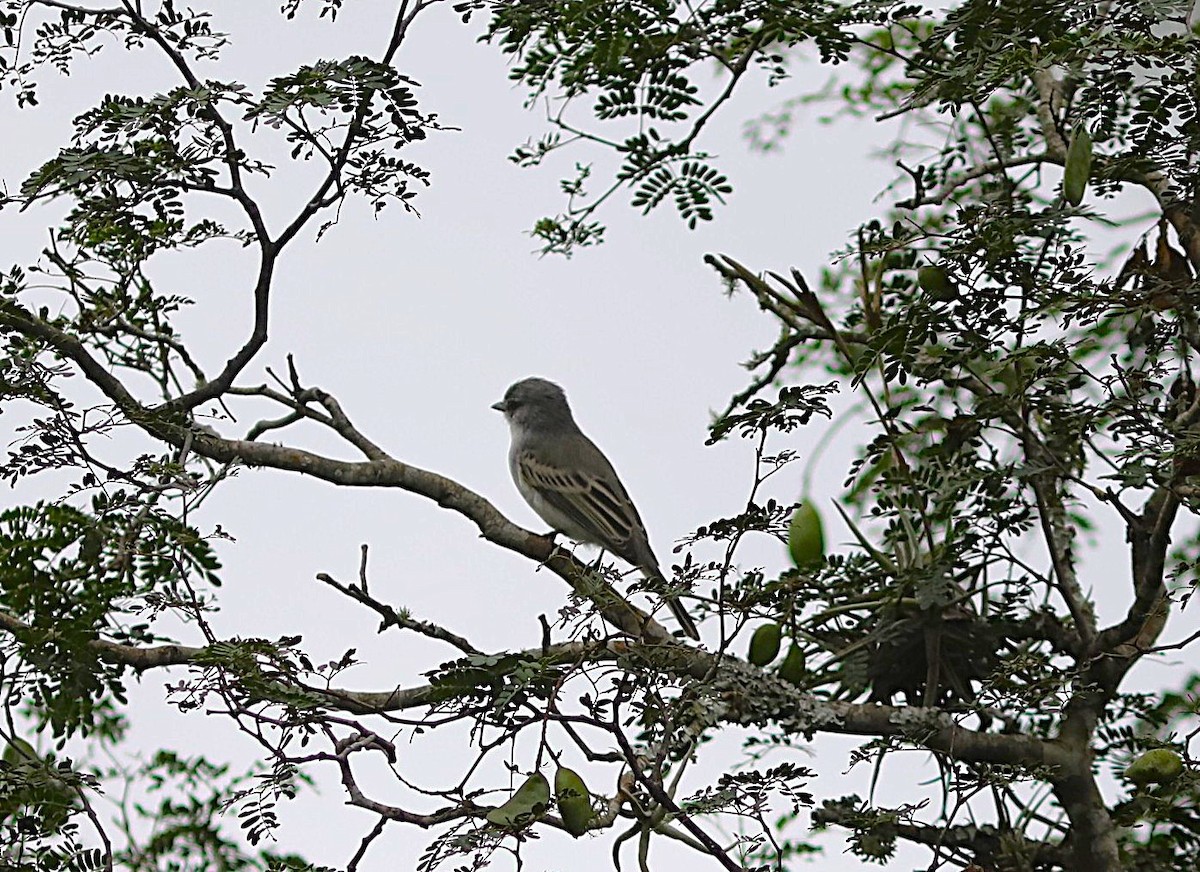 Suiriri Flycatcher - ML637715956