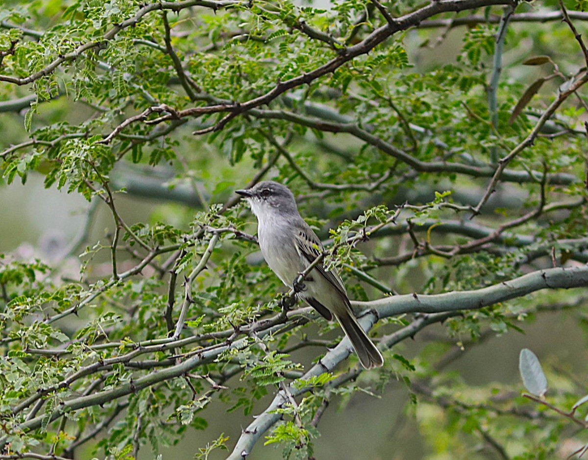 Suiriri Flycatcher - ML637715957