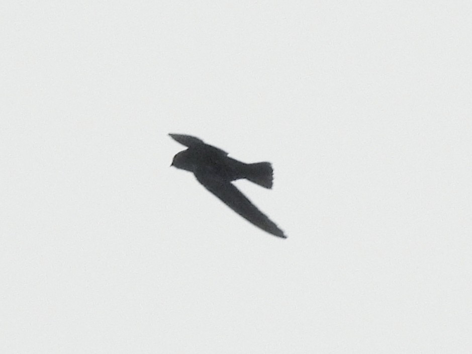 Gray-rumped Swift - ML637715958