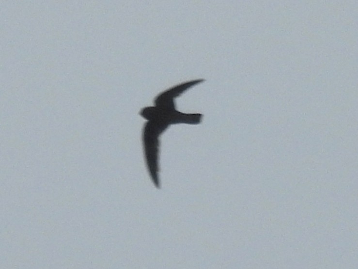 Gray-rumped Swift - ML637715959