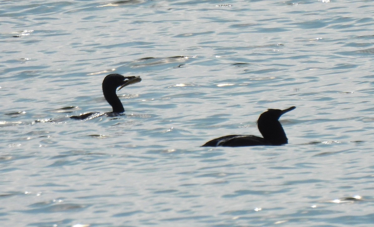 Pelagic Cormorant - ML637715974