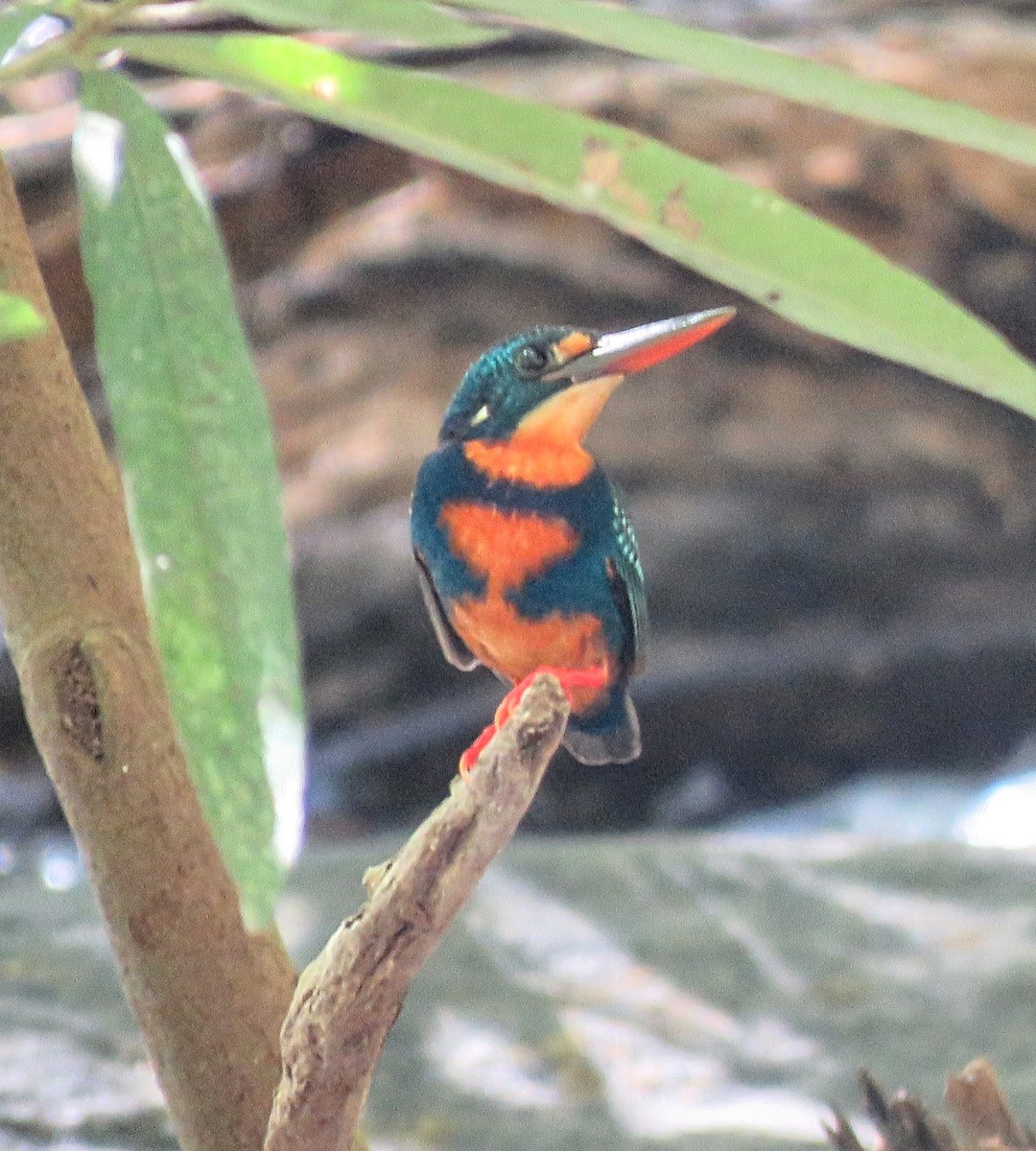 Indigo-banded Kingfisher - ML637715976