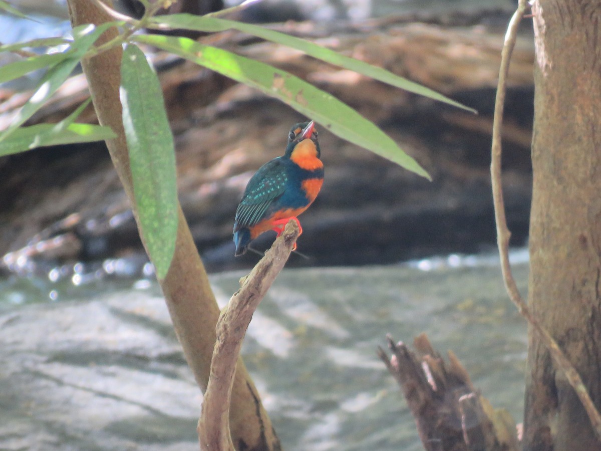 Indigo-banded Kingfisher - ML637715977