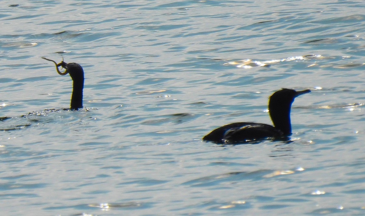 Pelagic Cormorant - ML637715992