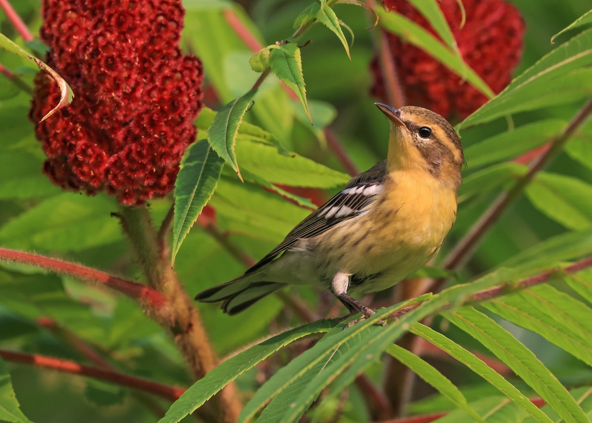 Blackburnian Warbler - ML637716009