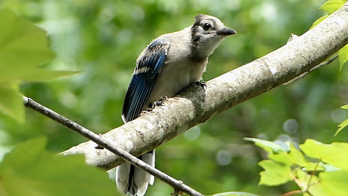 Blue Jay - ML637716017